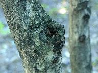 爬山虎的脚